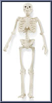 Skeleton with Sword from Eldrador - Basic Series manufactured by Schleich [Loose]