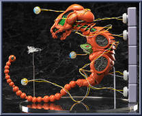 Dobkeradops (R-Type) from Figma - SP Series manufactured by Max Factory [Loose]