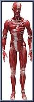 Human Anatomical Models from Figma - Human Anatomy manufactured by Max Factory [Loose]