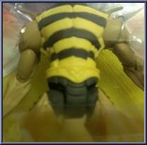Buzz-Off from He-Man - 2002 Series - Basic Series manufactured by Mattel [Front]