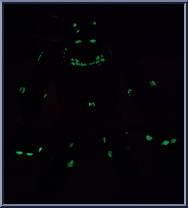 Mike as Frankenstein from Teenage Mutant Ninja Turtles - Universal Studios Monsters manufactured by Playmates [Loose]